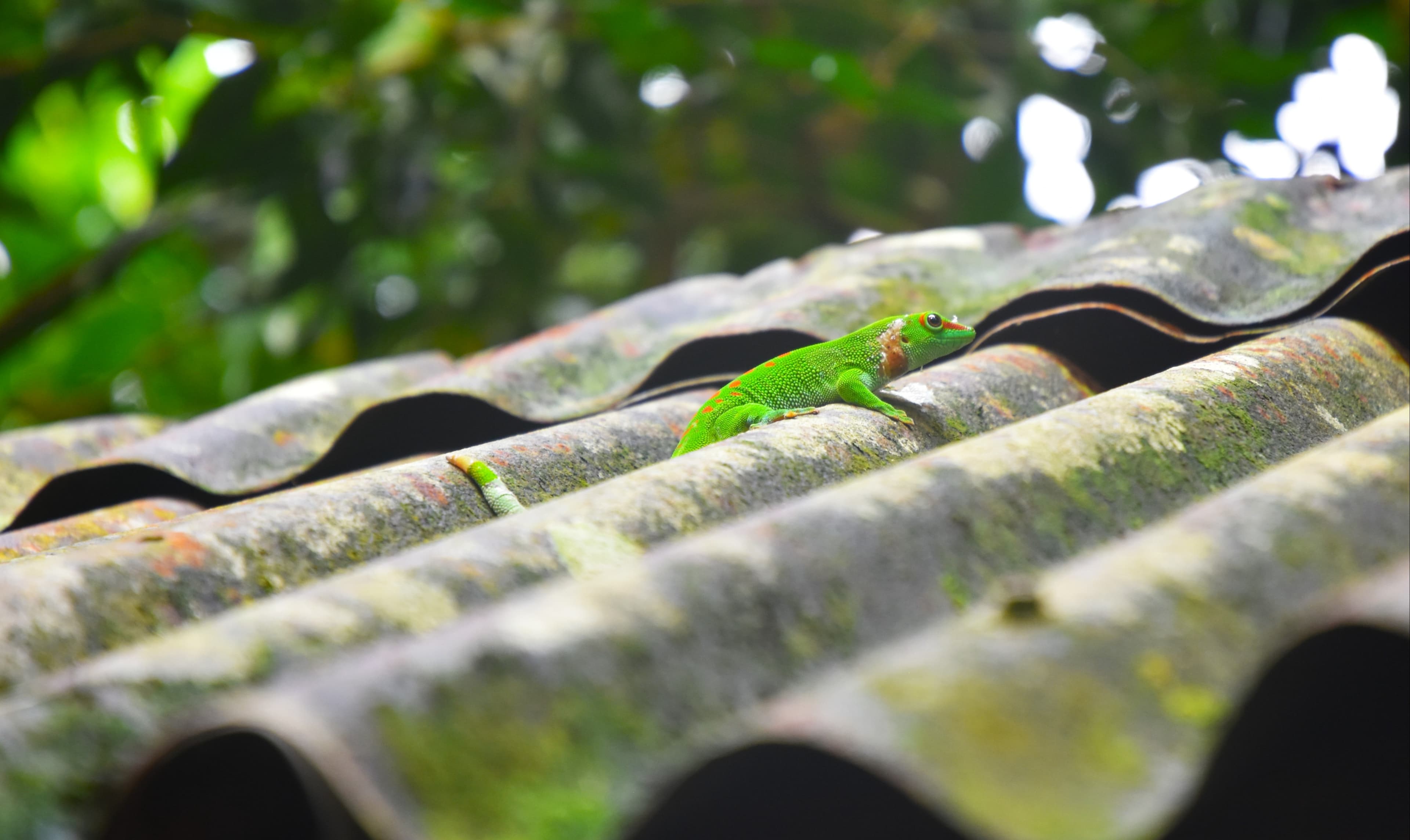 tierwelt